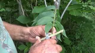 Grafting Pecan: June Greenwood