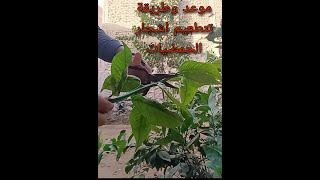 موعد وطريقة تطعيم اشجار الحمضيات (الليمون - البرتقال )