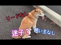 朝帰りしてたら突然道路に柴犬が出現した
