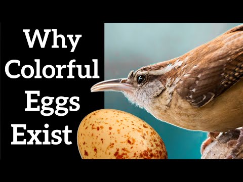Видео: Мөнгөн хоншоортой уяндотт ямар өнгөтэй өндөг гаргадаг вэ?