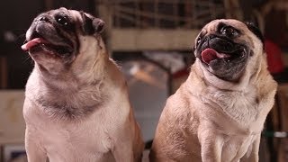 Amazing Animal Facts!: Pug Life!