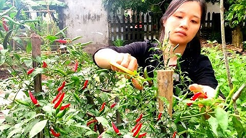 Thu Hoạch Ớt Hiểm Giống Ớt Khỏe Cho Quả Sai Trĩu