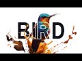 How to Design Text Effect on Bird using Canva | Canva Tutorial | Canva Pro Tutorial
