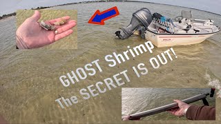 GHOST SHRIMP!!! #ghostshrimp #destinflorida #fishing