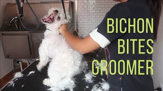 EXTREMELY AGGRESSIVE BICHON MALTESE BITES GROOMER | RURAL DOG GROOMING