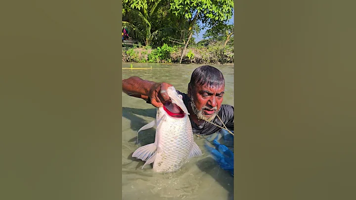 Wow! Amazing Polo Fishing Videos ! Best Big Fish Catching ! Primitive Technique fishing #fish #india