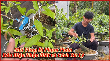 Mai Vàng Bị Phạm Phân Dấu iệu Nhận Biết Và Cách Xử Lý - Mai Vàng Duy Hiếu