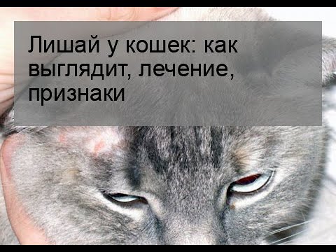 Лишай у кошек: как выглядит, лечение, признаки