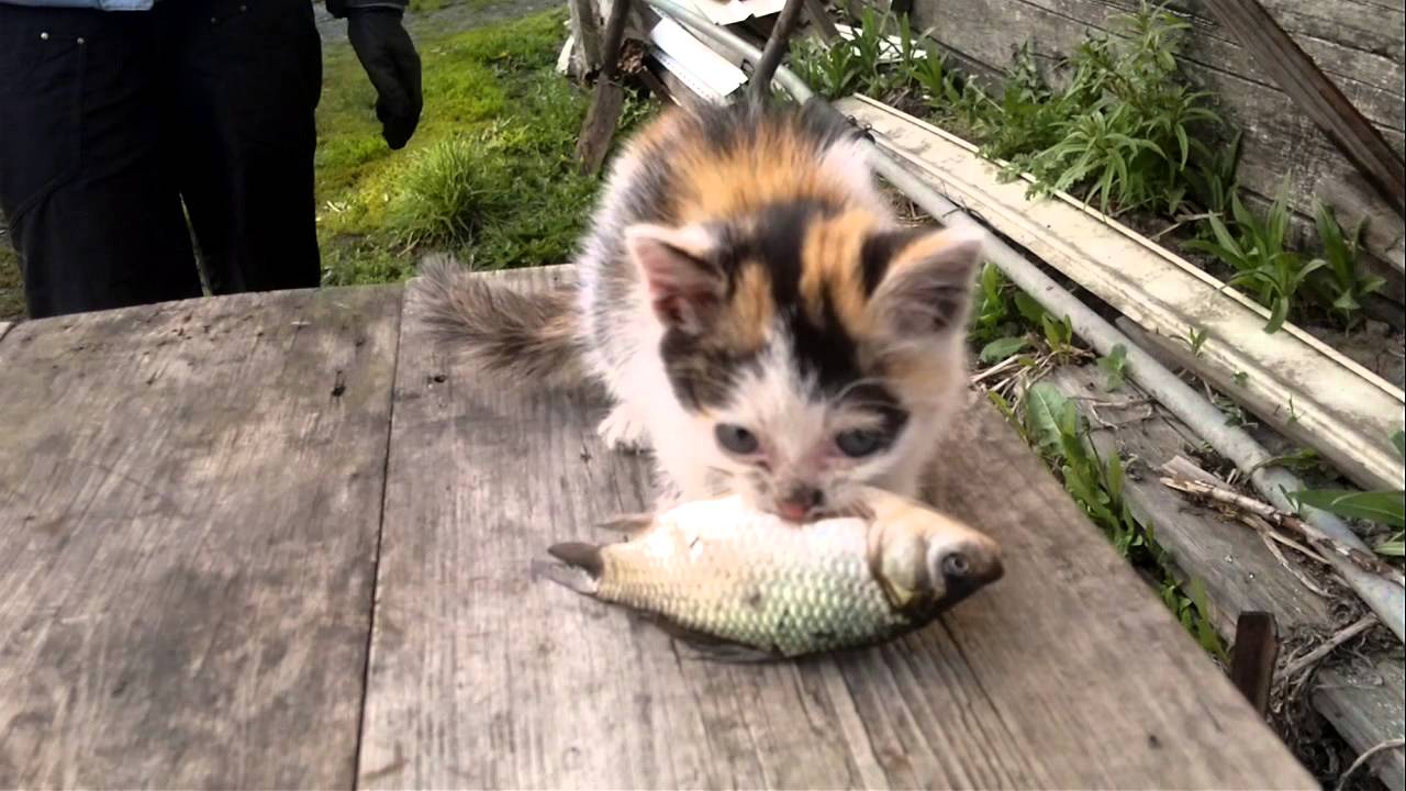 Маленькая кошка карина
