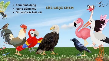 Hình dạng và tiếng kêu của các loài chim: cú , hồng hạc, diệc, đà điểu chim sẻ, quạ, tập 14 .cucuTV