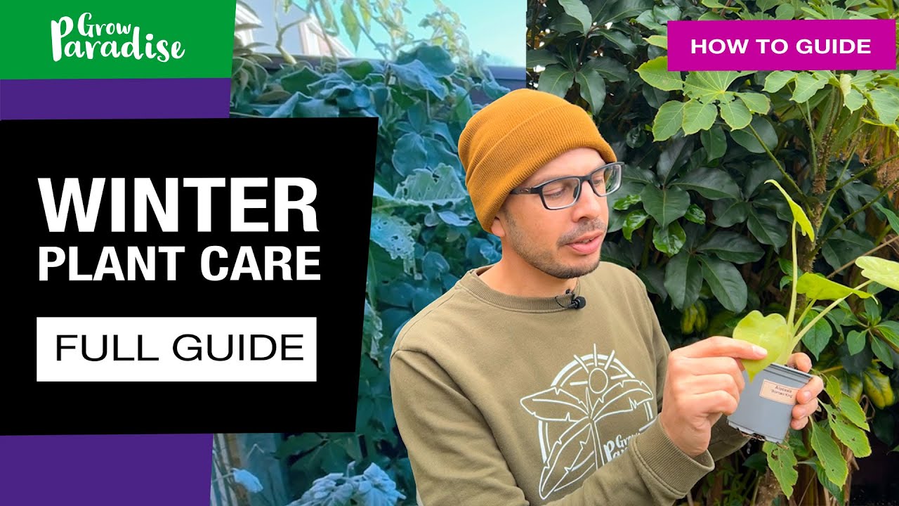 Как подготовить тропические растения к зиме: полное руководство для начинающих