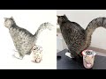 咪咪：偷看什麼 沒看過貓咪拉屎嗎#cat #catmemes #animated memes #catvideos