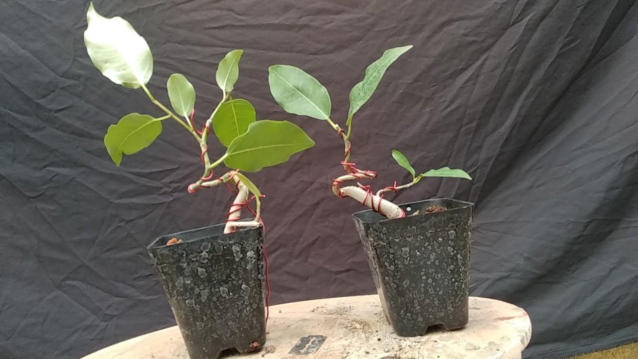 For mame  bonsai  training YouTube