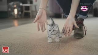 Iklan Whiskas Pouch Indonesia - Keingintahuan 15sec (2019)