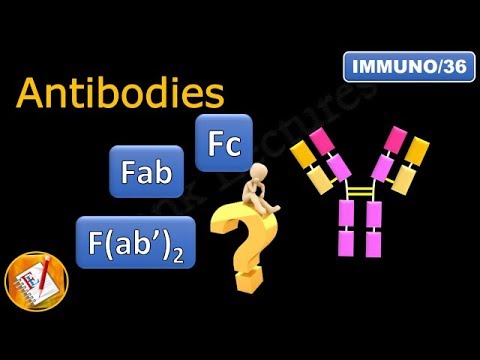 Видео: Качество антитоксинов и антирабических иммуноглобулинов лошади F (ab ') 2: содержание белка и антикомплементарная активность