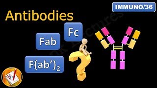 Fab, Fc and F(ab')2 in antibodies (immunoglobulins) (FL-Immuno/36)