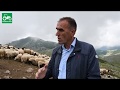 Balusha e Dukagjinit një race unike e deleve