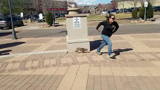 7-Year-Old Chihuahua Nola! Best Dog Training in Colorado Springs! by Off Leash K9 Training 1,683 views 6 years ago 9 minutes, 55 seconds