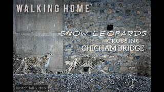 Snow Leopards crossing Chicham Bridge