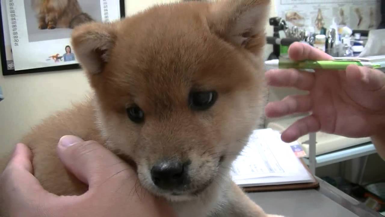 柴犬子犬初めての病院 Vol.2 YouTube