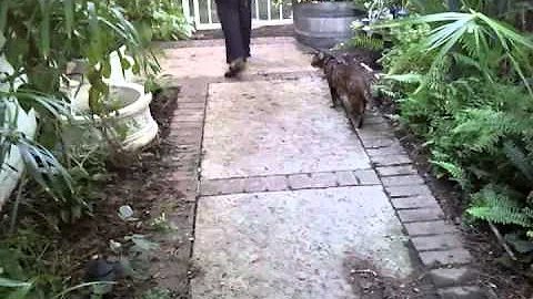 Video 8256591: bengal tiger walking