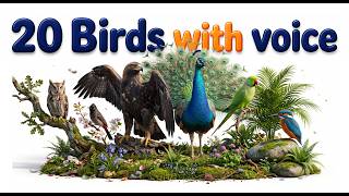 🦜बच्चों के लिए असली पक्षियों की वीडियो Hindi &amp; English | Real Bird Videos with Natural Bird Sounds