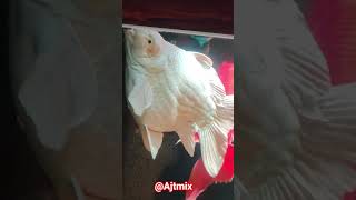 Big White Fish Feeding 🐟✨ | Giant Aquarium Fish Close-up | AJTMix #ajtmix #viralvideo #koifish