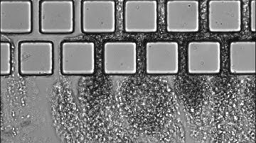 Formation of bacteria streamers in a microfluidic separator