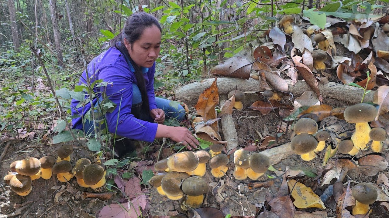 เข้าป่ายางนา!! ฟลุ๊คเจอเห็ดตับเต่าออกใหม่ๆหมู่ใหญ่ๆ!! เห็ดรวมอีกหลายชนิดวันนี้หมานๆ!!09มี.ค2569