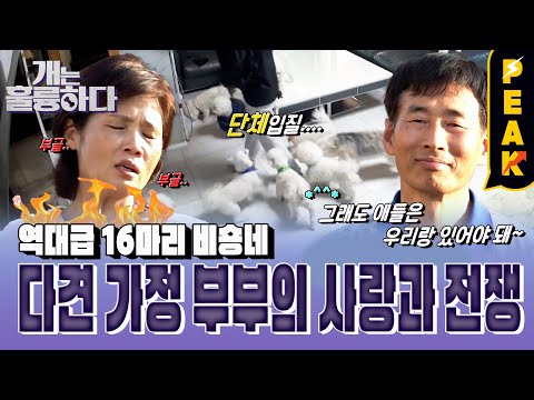 <strong>40마리</strong> 다견 가정 등장!? 아찔한 단체 입질 16마리 비숑의 집 | #개는훌륭하다 | KBS 230529 방송