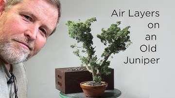Bonsaify | Air Layering for Propagation of Kishu Juniper