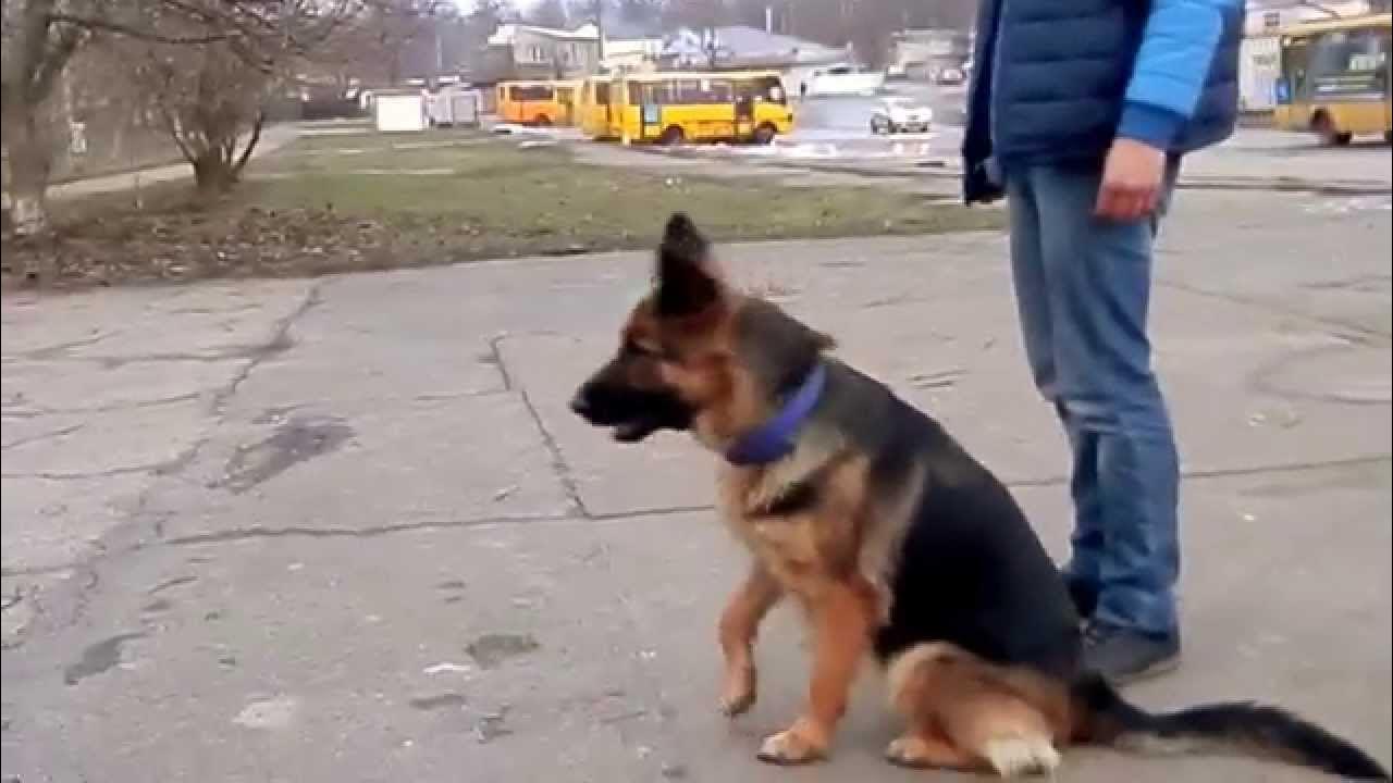 Немецкая овчарка босс