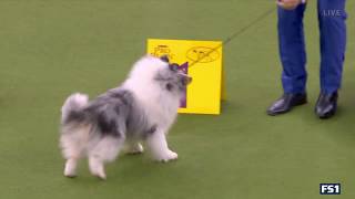 herding group westminster 2019