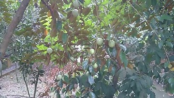 VƯỜN TRÁI CÂY SINH THÁI RẠCH KÈ   8 ĐÔI    PHONG ĐIỀN, TP CẦN THƠ   MIỀN TÂY