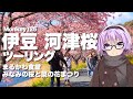 【Monkey125】伊豆 河津桜ツーリング【VOICEROID車載】