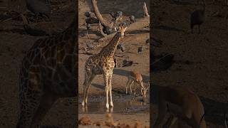All animals meet at watering holes africa southafrica animals safari birds pelicans shorts