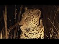 How Leopard Mating in Real Life