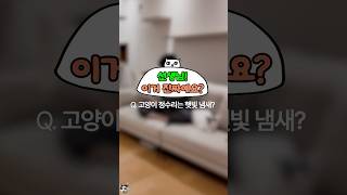 고양이 부위별 냄새 #이거진짜예요