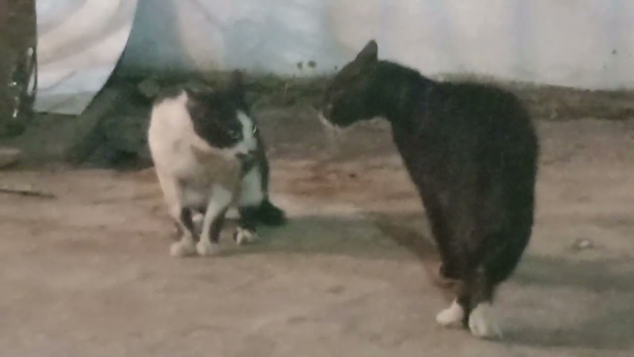 Pertarungan 2 kucing Liar