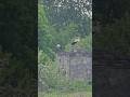Утро воскресенья...аисты...сорян за качество..#аисты #природа #estonia