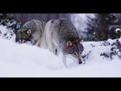 Video: I lupi mangiano la vegetazione?