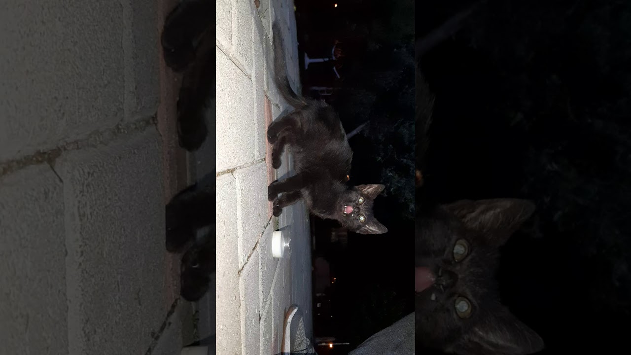 Yeni doğmuş kedi yavrusu YouTube