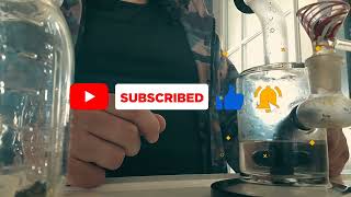 Sungrown HARVEST Sesh | VLOG