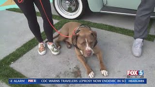 Shelter To Soldier Gala is Saving Two Lives at a Time