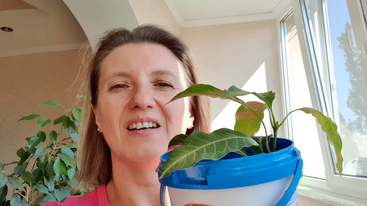 Манго из косточки Как растёт моё манго из косточки - YouTube