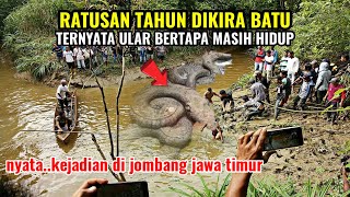 Jombang, East Java is in an uproar! Hundreds of years ago it was thought to be a stone, but it tu...