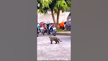 con chim chết tuyệt này nhờn với ông à!!!!!