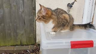 Funny Cat took serious measures to guard the house