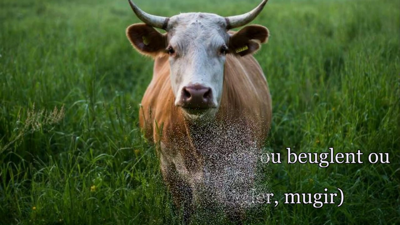 Les Cris Des Animaux Onomatopées