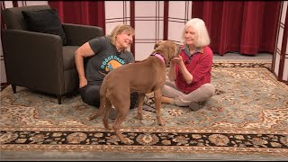 InSight - Contented Paws: Your Pet, Thriving
